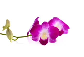Keuken foto achterwand Orchidee roze orchidee phalaenopsis. Boeket bloemen orchideeën.