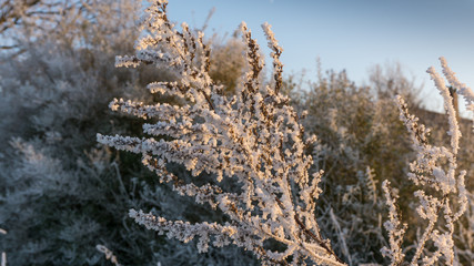 Gräser im Winter in frostigem Weiß