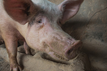 eye contact with pink pig  in pigsty at countryside farm
