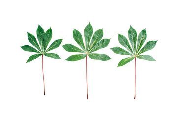 green palm branches on white background. flat lay, top view
