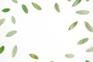 frame with green petals isolated on white background. flat lay, top view