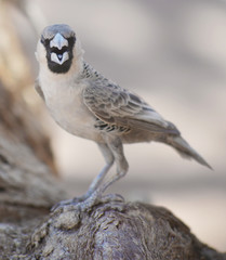 sociable weaver