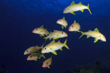Fish school: Yellowfin Goatfish