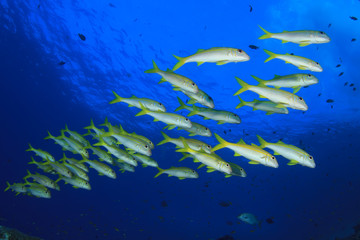 Fototapeta na wymiar Fish school: Yellowfin Goatfish