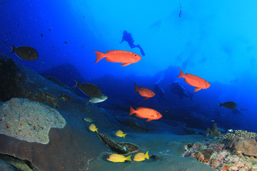 Obraz na płótnie Canvas Scuba diving coral reef