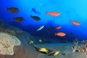Fototapeta na wymiar Scuba diving coral reef