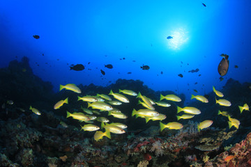 Obraz na płótnie Canvas Fish school in ocean