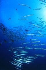 Barracuda fish school