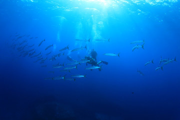 Fototapeta na wymiar Scuba diving with barracuda fish
