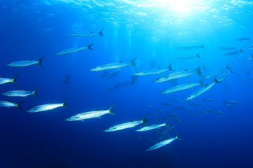 Scuba diving with barracuda fish