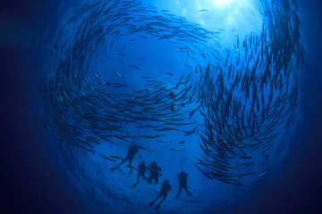 Foto op Canvas Duiken met vissen. Barracuda-school in oceaan © Richard Carey