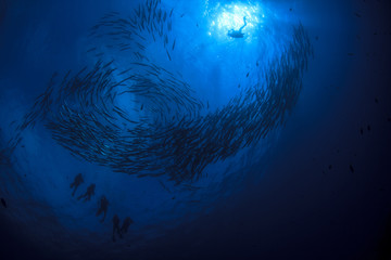 Fototapeta na wymiar Scuba diving with fish. Barracuda school in ocean