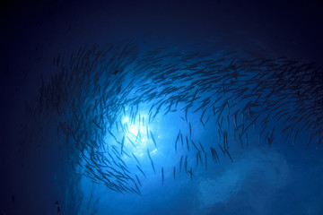 Scuba diving with fish. Barracuda school in ocean