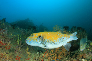 Pufferfish puffer fish