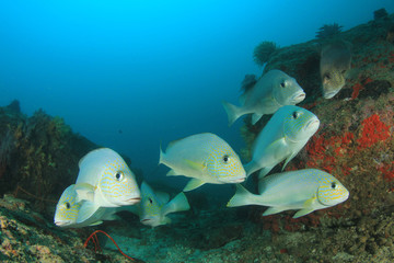 Fish school in ocean