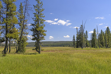 Fototapeta na wymiar Meadow and Pines in the Wilderness