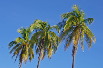 Fototapeta premium coconut tree on sky background