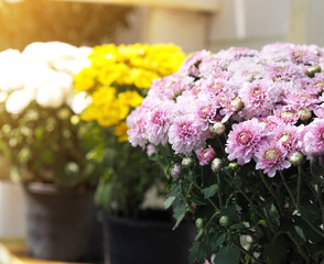 Close up pink chrysanthemum flowers