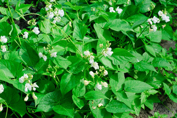 Bean flowers selective focus