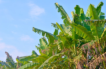Obraz premium banana garden , bunch of banana on banana tree