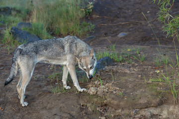 Obraz premium Hungry stray dog eats grass. Looking food.