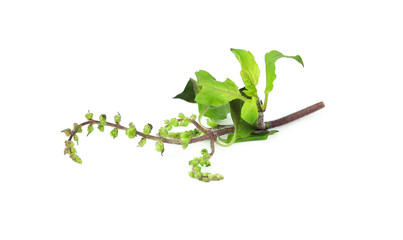Holy Basil,Ocimum sanctum isolate on white