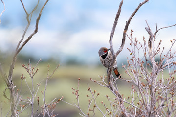 A Northern Flicker perches on a tree branch on the Front Range o