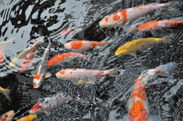 池の鯉　泳ぐ　水面　波　模様　テクスチャ　反射　色とりどり　魚