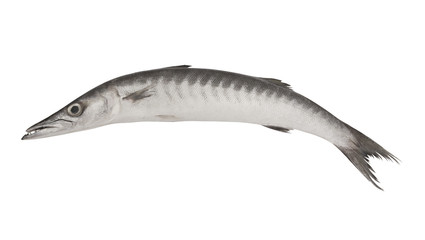 Big barracuda fish isolated on white background