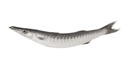 Big barracuda fish isolated on white background