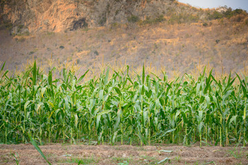 green field of corn at moutain background