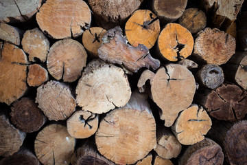 Round wood tree circle stump cutted background