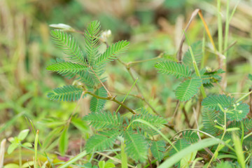 Sensitive plant, Sleeping grass, Shameplant