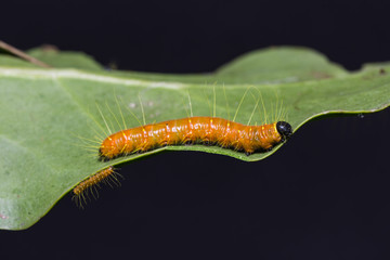 Painted Jezebel caterpillars