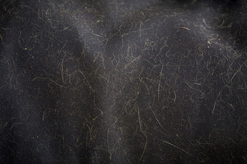 hair cat on fabric