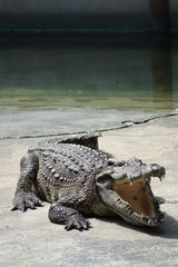 Crocodile in pond