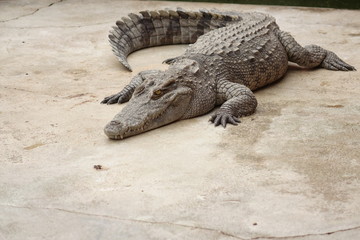 Single crocodile
