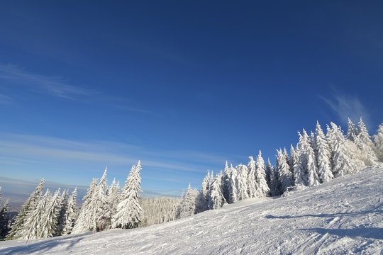 Winter Snowy Forest With Slope And Blue Sky