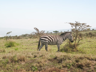 Fototapeta na wymiar Burchell’s Zebra in profile against the background of savanna bush. 