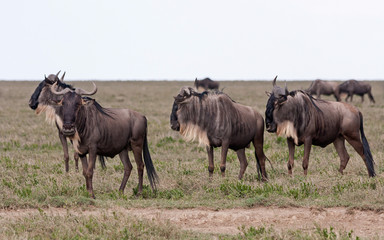 Fototapeta na wymiar Wildebeest (Gnu) herd stand in profile in savanna plain against cloudy sky background. Serengeti National Park, Great Rift Valley, Tanzania, Africa. 