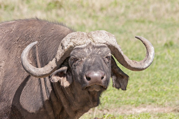 Naklejka premium African buffalo (Syncerus caffer) in face. Ngorongoro Crater, Great Rift Valley, Tanzania, Africa. 