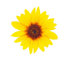 Bright sunflower with drops dews