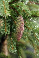 Tannenzapfen mit Tautropfen