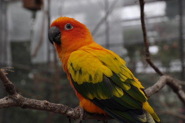赤い鳥　緑の鳥　カラフル　ラブバード　インコ