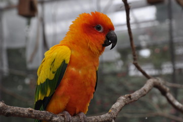 赤い鳥　緑の鳥　カラフル　ラブバード　インコ