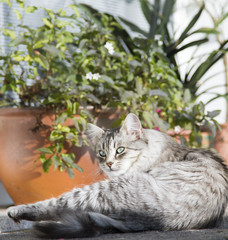 silver catb of siberian breed, licking in the garden