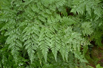 fresh green davallia solida plants in nature garden