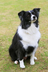 ボーダーコリー