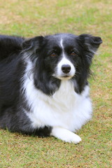 ボーダーコリー