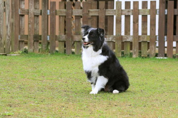 ボーダーコリー